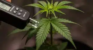 Medición de Brix en hoja de cannabis para evaluar potencial de terpenos.