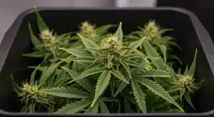 Cómo afecta la fotosíntesis los niveles de Brix en cannabis.