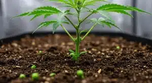 Planta de cannabis en sustrato con buen riego mostrando impacto del agua en el Brix.