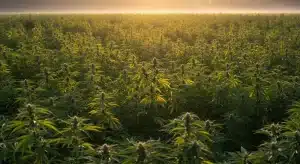 Cultivo de cannabis con hojas amarillas indicando estrés y niveles bajos de Brix.