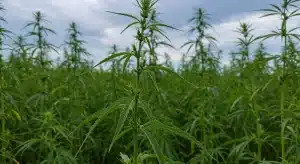 Critical Bilbo x Rainbow Chips Regular plantas de cannabis en crecimiento exterior.