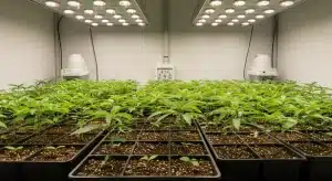Plántulas de Chocolope Kush Regular creciendo en bandejas bajo luces LED en cultivo interior.