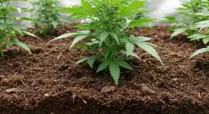 Planta de cannabis en suelo vivo con alta actividad microbiana y niveles elevados de Brix.