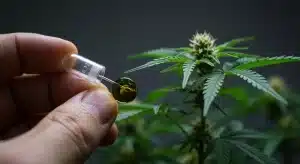 Extracción de savia de cannabis para medir Brix y programar el lavado final.