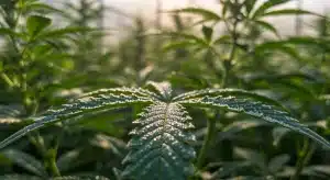 Hojas de cannabis con rocío en un cultivo de exterior.