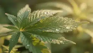 Hoja de cannabis sana con alto Brix indicador de buena fotosíntesis.