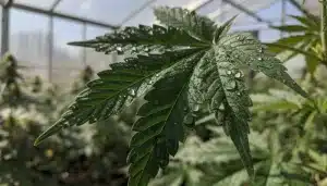 Hoja de cannabis en exterior mostrando variación genética en niveles de Brix.