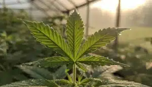 hoja de cannabis sana con alto Brix usada para selección genética.