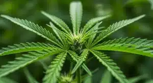 Planta de cannabis utilizada para certificación genética de variedades.