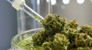 Cogollos de Critical Widow con extracción de resina.