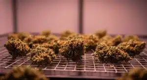 Cogollos de Critical x Cheese Candy durante el curado.