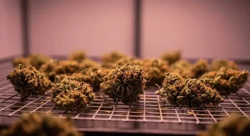 Cogollos de Critical x Cheese Candy durante el curado.