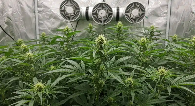Plantas de Early Skunk creciendo en interior bajo condiciones controladas, con ventiladores para mejorar la circulación de aire y favorecer una floración uniforme y saludable.
