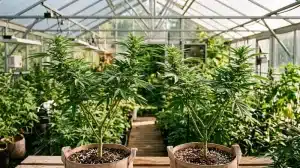 Cultivo interior de cannabis y su impacto en los niveles de Brix.