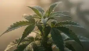 Planta de cannabis con alto Brix en cultivo optimizado basado en datos.