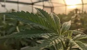 Hoja de cannabis con alto Brix en cultivo profesional optimizado.