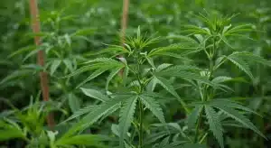 Plantas de Deimos Auto en fase vegetativa creciendo en cultivo exterior con hojas verdes saludables.