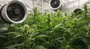 Plantas de Diesel Regular en floración bajo sistema de ventilación interior para control climático del cultivo.