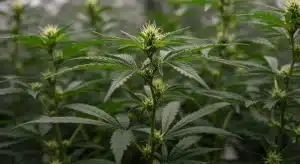 Planta de Early Skunk en floración mostrando cogollos jóvenes y hojas verdes en cultivo interior.