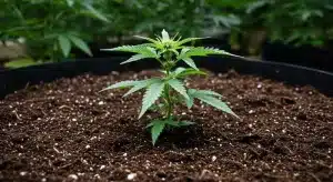 Planta joven de Fire Kush Auto creciendo en maceta con sustrato orgánico durante la floración temprana.
