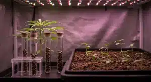 Semillas de cannabis verificadas genéticamente en cultivo interior.