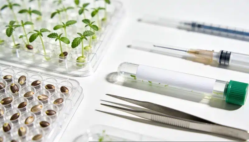 Semillas, plántulas y equipos científicos empleados en análisis PCR para identificar y validar variedades de cannabis mediante marcadores genéticos y ADN.