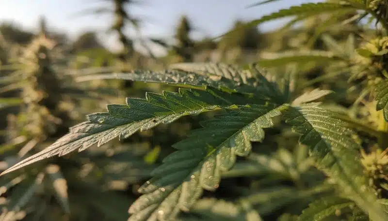 Hojas de cannabis en buen estado, sin signos de infestación. Un cultivo con Brix elevado dificulta el ataque de plagas al reducir compuestos solubles que atraen insectos.