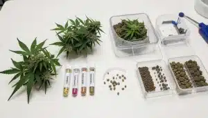 Identificación de variedades de cannabis mediante análisis de ADN.