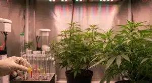 Pruebas de marcadores SSR en plantas de cannabis interior.