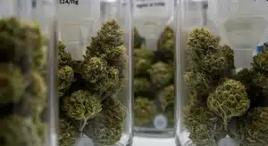 Muestras de cannabis usadas en análisis genético mediante SNPs.