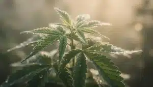 Planta de cannabis sana con alto Brix indicador de manejo agronómico eficiente.