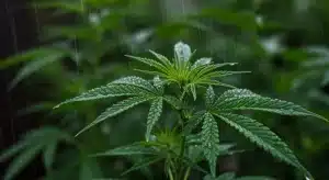 Planta de Critical Purple Regular bajo lluvia ligera.