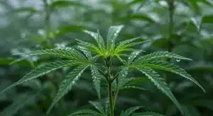 Planta de cannabis utilizada para análisis de ADN y verificación genética.