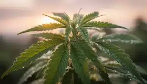 Planta de cannabis sana con alto Brix indicador de eficiencia metabólica.