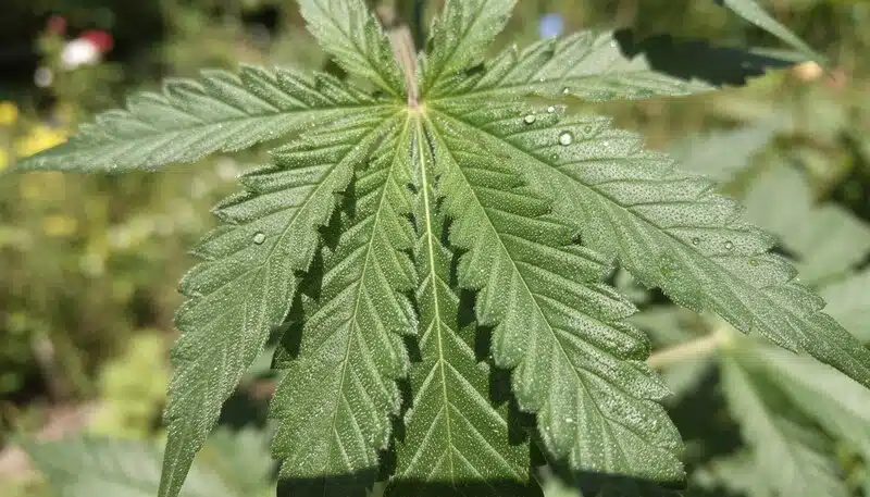Hhoja de cannabis en cultivo en tierra con niveles estables de Brix.