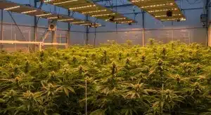 Cultivo de cannabis usado en estudios de marcadores de ADN.