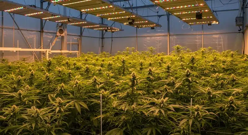 Cultivo de cannabis usado en estudios de marcadores de ADN.