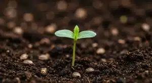 Critical Jack plántula cannabis germinación en suelo fértil.