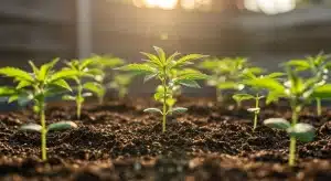 Plántulas de Critical x Somango creciendo en suelo orgánico durante la fase vegetativa temprana del cannabis.