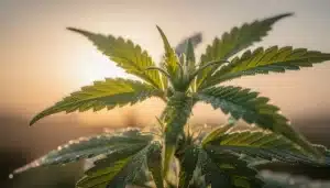 Panta de cannabis con alto Brix mostrando resistencia natural a plagas.