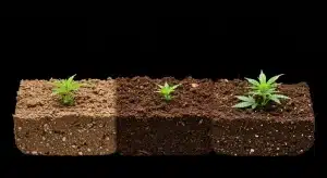 Comparación de sustratos para cultivo de Exodus Cheese x Blue Head Band en etapa inicial de crecimiento.