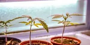 plántulas de Grapefruit Auto creciendo en macetas bajo iluminación artificial en cultivo interior