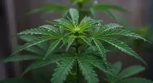 Planta joven de Early Skunk x Northern Lights con hojas cubiertas de gotas de agua en fase vegetativa.