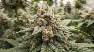 Cogollo de cannabis Alien Technology Regular cubierto de tricomas en floración.