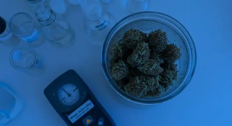 Curado correcto del cannabis y estabilidad de los cannabinoides mediante control de actividad de agua