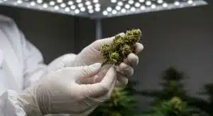 Cuándo usar Bud Candy en plantas de cannabis para potenciar aromas y calidad de los cogollos.