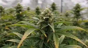 Cogollo principal de Grape Killer Haze Auto en floración avanzada, cubierto de resina y rodeado de flores densas en un cultivo protegido.