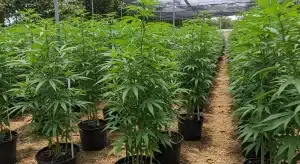 Cultivo de Forbidden Zkittlez en invernadero con plantas de cannabis altas y frondosas en fase vegetativa.