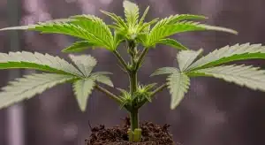 Planta joven de GG4 x Pellezino Regular desarrollándose en un entorno de cultivo protegido.