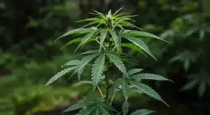 Planta de Gelato x Kosher Kush en fase inicial de floración con hojas sanas y desarrollo uniforme de las futuras flores.